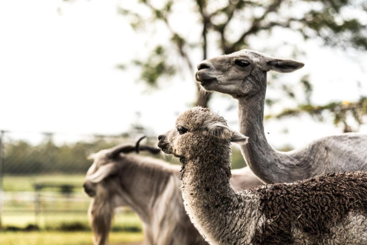The Bearded Dragon Boutique Hotel タンボリーン・マウンテン エクステリア 写真
